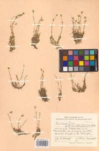 Cherleria arctica (Steven ex Ser.) A. J. Moore & Dillenb., Siberia, Russian Far East (S6) (Russia)