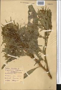 Rumex maritimus L., Middle Asia, Northern & Central Kazakhstan (M10) (Kazakhstan)