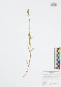 Dianthus chinensis, Eastern Europe, Central region (E4) (Russia)