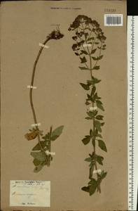 Origanum vulgare L., Eastern Europe, North Ukrainian region (E11) (Ukraine)