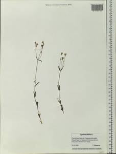 Silene orientalimongolica Kozhevn., Siberia, Baikal & Transbaikal region (S4) (Russia)