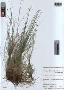 KUZ 002 507, Carex parallela (Laest.) Sommerf., Siberia, Altai & Sayany Mountains (S2) (Russia)