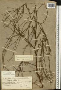 Polygonum patulum subsp. patulum, Eastern Europe, Lower Volga region (E9) (Russia)