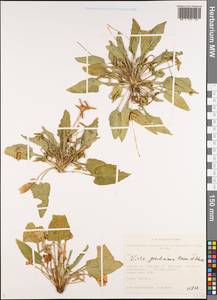 Viola gmeliniana Roem. & Schult., Siberia, Western Siberia (S1) (Russia)