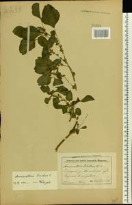 Amaranthus blitum L., Eastern Europe, Belarus (E3a) (Belarus)