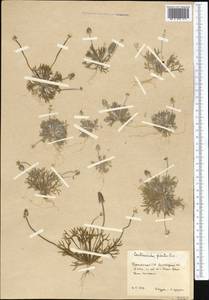 Ceratocephala falcata (L.) Cramer, Middle Asia, Karakum (M6) (Turkmenistan)