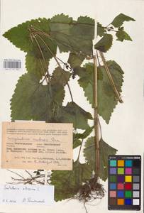 MHA 0 155 302, Scutellaria altissima L., Eastern Europe, Lower Volga region (E9) (Russia)