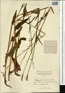 Bistorta carnea (K. Koch) Kom., Caucasus, Armenia (K5) (Armenia)