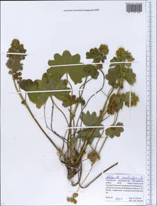 Alchemilla pseudocalycina Juz., Eastern Europe, Eastern region (E10) (Russia)