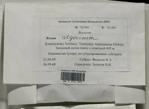 Ptychostomum compactum Hornsch., Bryophytes, Bryophytes - Krasnoyarsk Krai, Tyva & Khakassia (B17) (Russia)