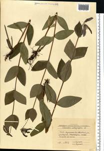 Clematis integrifolia L., Eastern Europe, North Ukrainian region (E11) (Ukraine)