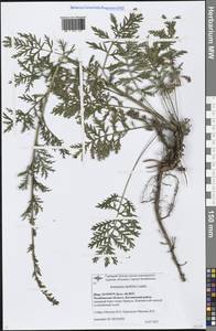 Artemisia latifolia Ledeb., Eastern Europe, Eastern region (E10) (Russia)