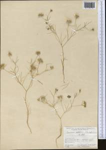 Cuminum setifolium (Boiss.) Koso-Pol., Middle Asia, Pamir & Pamiro-Alai (M2) (Tajikistan)