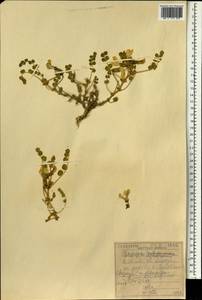 Chesneya rytidosperma Jaub. & Spach, South Asia, South Asia (Asia outside ex-Soviet states and Mongolia) (ASIA) (Iraq)