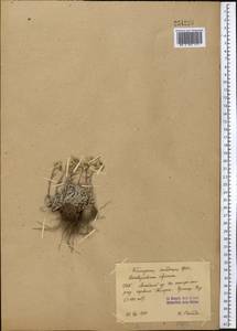 Leontopodium leontopodinum (DC.) Hand.-Mazz., Middle Asia, Pamir & Pamiro-Alai (M2) (Kyrgyzstan)