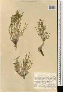 Anabasis brevifolia C. A. Mey., Mongolia (MONG) (Mongolia)