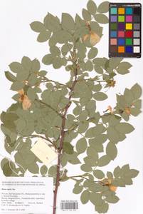 Rosa caesia Sm., Eastern Europe, Central forest-and-steppe region (E6) (Russia)