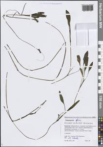 Potamogeton alpinus Balb., Siberia, Baikal & Transbaikal region (S4) (Russia)