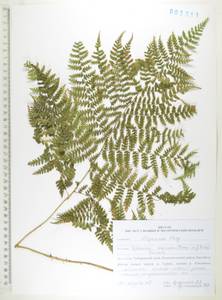 Diplazium sibiricum (Turcz. ex Kunze) Sa.Kurata, Siberia, Russian Far East (S6) (Russia)