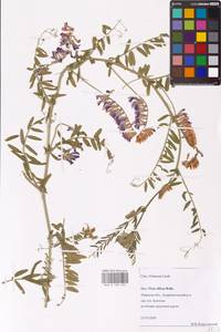 Vicia villosa Roth, Eastern Europe, North-Western region (E2) (Russia)