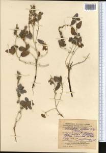 Tournefortia sogdiana (Bunge) Popov, Middle Asia, Karakum (M6) (Turkmenistan)