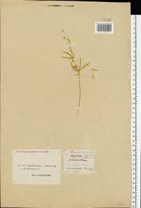 Ranunculus auricomus L., Eastern Europe, Northern region (E1) (Russia)