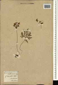 Geranium tuberosum L., Caucasus, Armenia (K5) (Armenia)