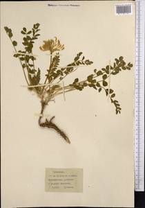 Astragalus, Middle Asia, Karakum (M6) (Turkmenistan)