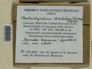 Plasteurhynchium striatulum (Spruce) M. Fleisch., Bryophytes, Bryophytes - North Caucasus & Ciscaucasia (B12) (Russia)