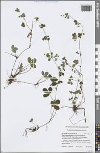 Potentilla centigrana Maxim., Siberia, Russian Far East (S6) (Russia)