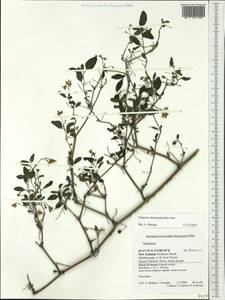 Solanum chenopodioides Lam., Australia & Oceania (AUSTR) (New Zealand)