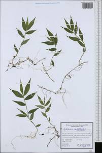 Oplismenus undulatifolius (Ard.) Roem. & Schult., South Asia, South Asia (Asia outside ex-Soviet states and Mongolia) (ASIA) (Iran)