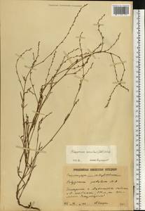Polygonum patulum subsp. patulum, Eastern Europe, Lower Volga region (E9) (Russia)