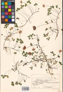 Trifolium repens L., Eastern Europe, Moscow region (E4a) (Russia)