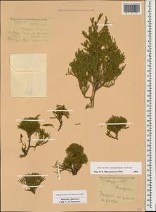 Juniperus excelsa subsp. polycarpos (K. Koch) Takht., Caucasus, Armenia (K5) (Armenia)