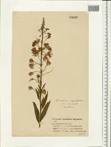 Chamaenerion angustifolium (L.) Scop., Eastern Europe, Volga-Kama region (E7) (Russia)