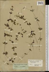 Galium dahuricum Turcz. ex Ledeb., Siberia, Russian Far East (S6) (Russia)