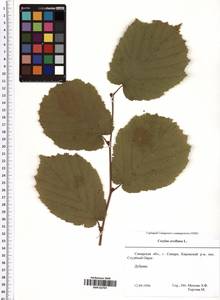 Corylus avellana L., Eastern Europe, Middle Volga region (E8) (Russia)