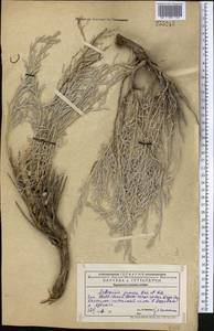 Artemisia juncea Kar. & Kir., Middle Asia, Western Tian Shan & Karatau (M3) (Kazakhstan)