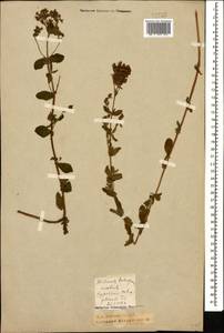 Hypericum tetrapterum, Caucasus, Krasnodar Krai & Adygea (K1a) (Russia)