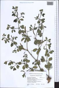 Zygophyllum obliquum Popov, Middle Asia, Pamir & Pamiro-Alai (M2) (Kyrgyzstan)