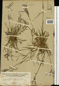 Digitaria ischaemum (Schreb.) Muhl., Eastern Europe, Volga-Kama region (E7) (Russia)