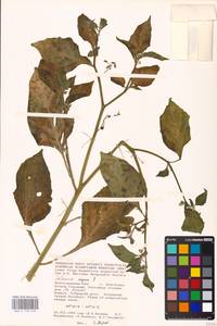 MHA 0 158 670, Solanum nigrum L., Eastern Europe, Lower Volga region (E9) (Russia)
