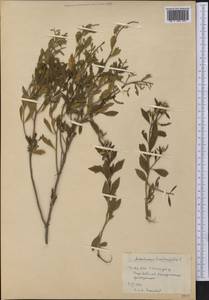 Baccharis halimifolia L., America (AMER) (Cuba)