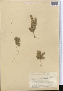 Halogeton glomeratus (Stephan ex M. Bieb.) C. A. Mey., Middle Asia, Pamir & Pamiro-Alai (M2) (Kyrgyzstan)