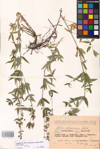 Galium rubioides L., Eastern Europe, Lower Volga region (E9) (Russia)