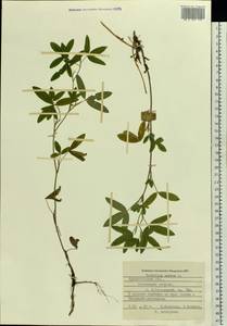 Trifolium medium L., Eastern Europe, Northern region (E1) (Russia)