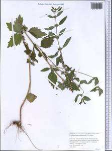Chaiturus marrubiastrum (L.) Ehrh. ex Rchb., Middle Asia, Caspian Ustyurt & Northern Aralia (M8) (Kazakhstan)