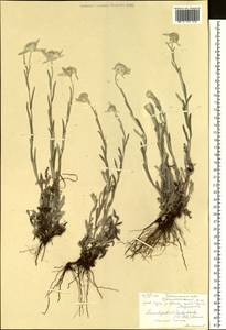 Leontopodium leontopodioides (Willd.) Beauverd, Siberia, Baikal & Transbaikal region (S4) (Russia)