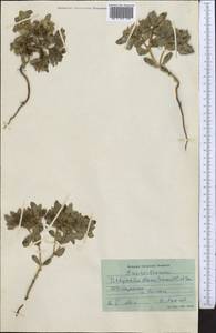 Euphorbia densa Schrenk, Middle Asia, Syr-Darian deserts & Kyzylkum (M7) (Uzbekistan)